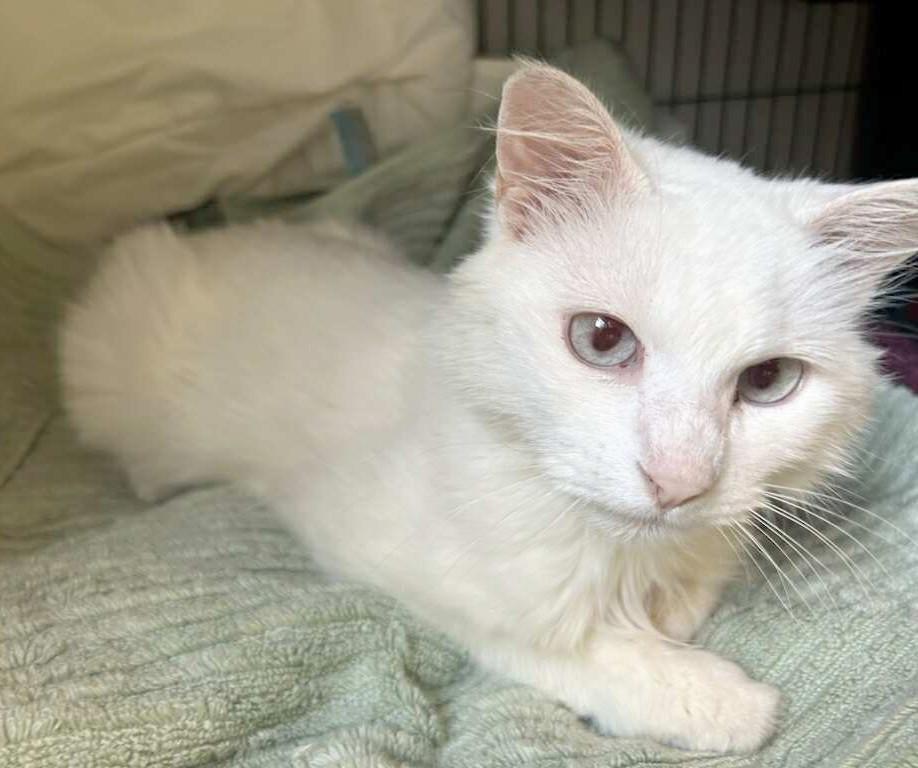 Snowball, an adoptable Siamese in Winnipeg, MB image 4/6