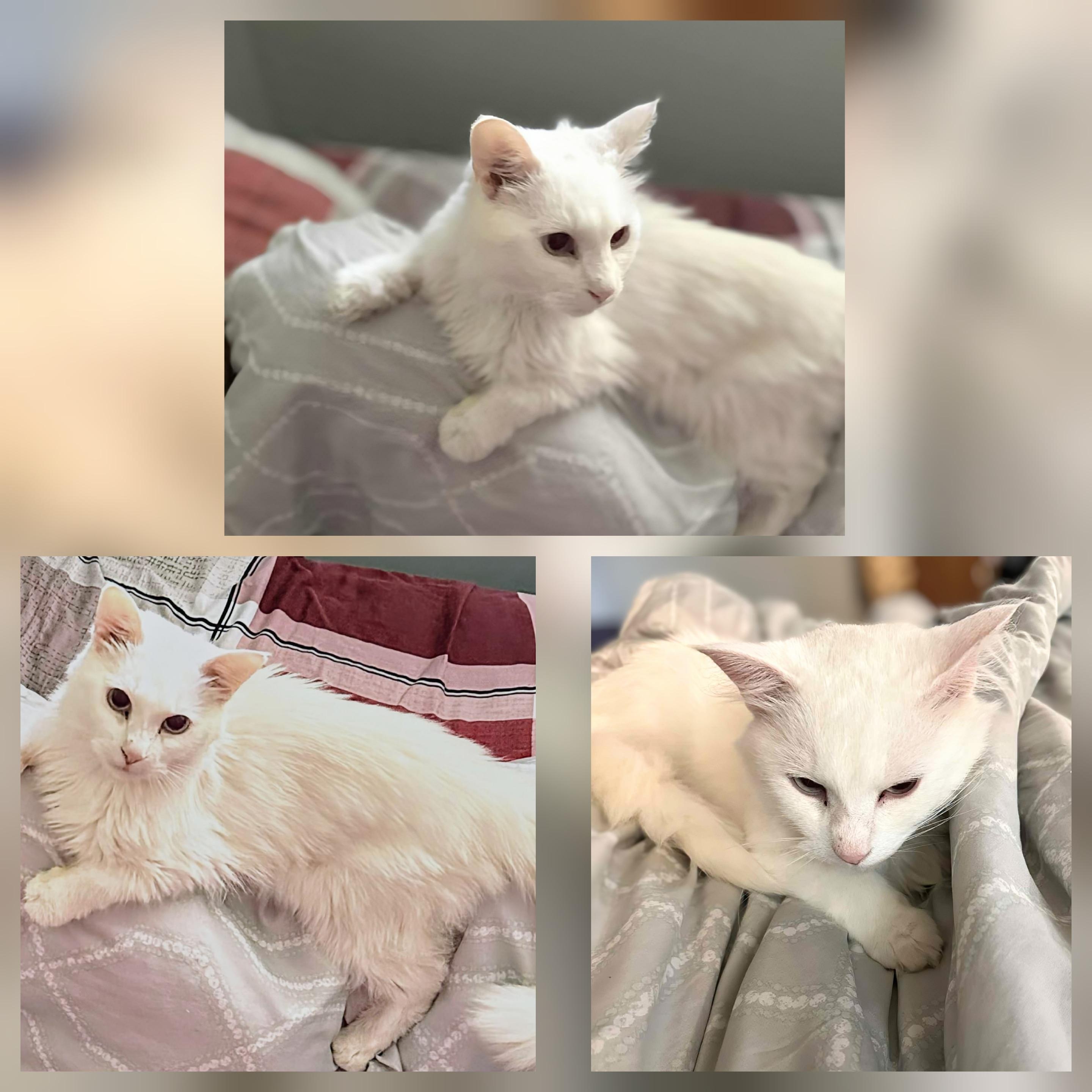 Snowball, an adoptable Siamese in Winnipeg, MB image 5/6