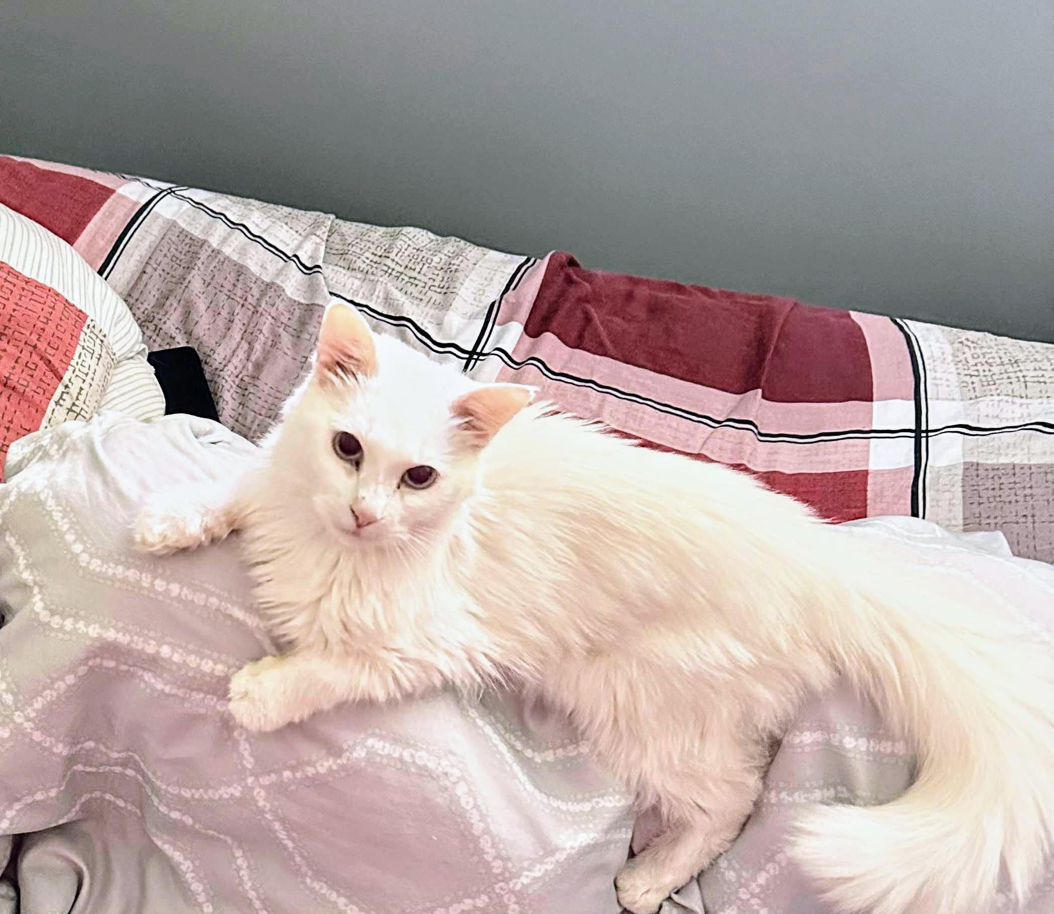 Snowball, an adoptable Siamese in Winnipeg, MB image 6/6