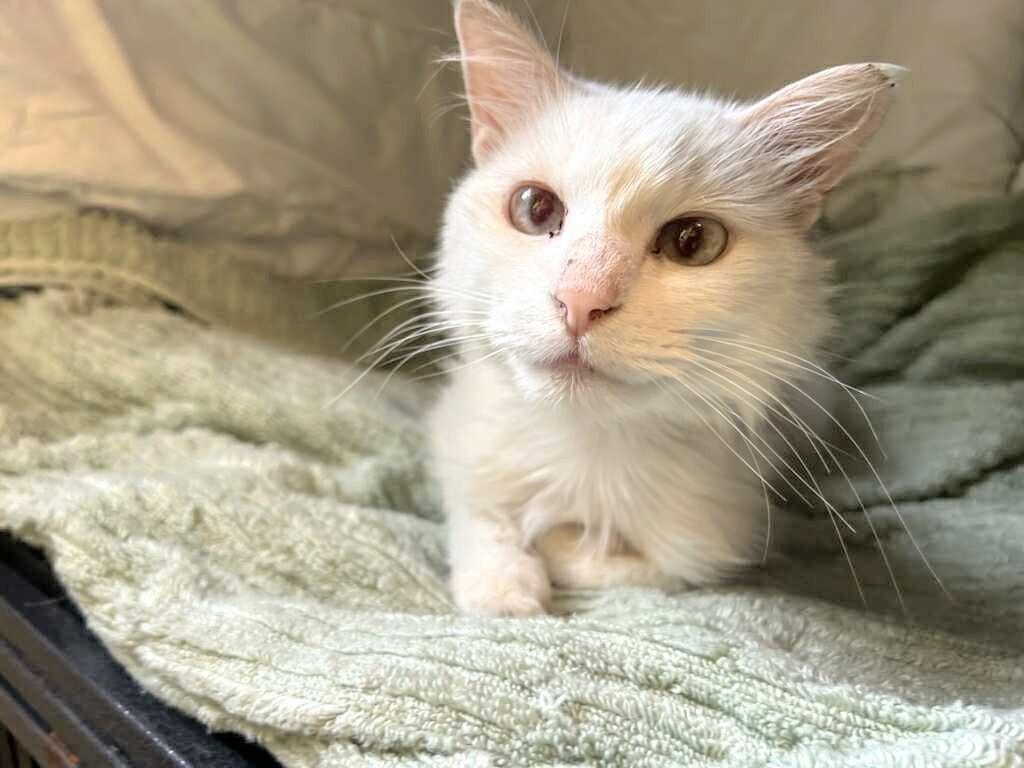 Snowball, adoptable, Adult Female Siamese.