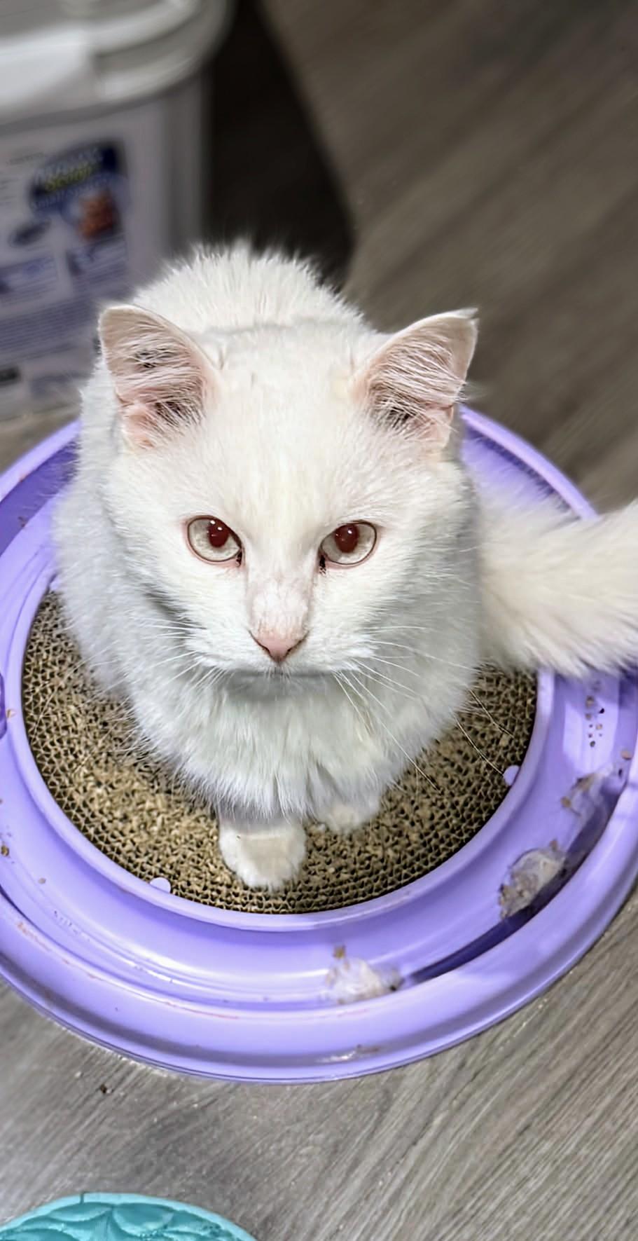 Snowball, an adoptable Siamese in Winnipeg, MB image 3/6