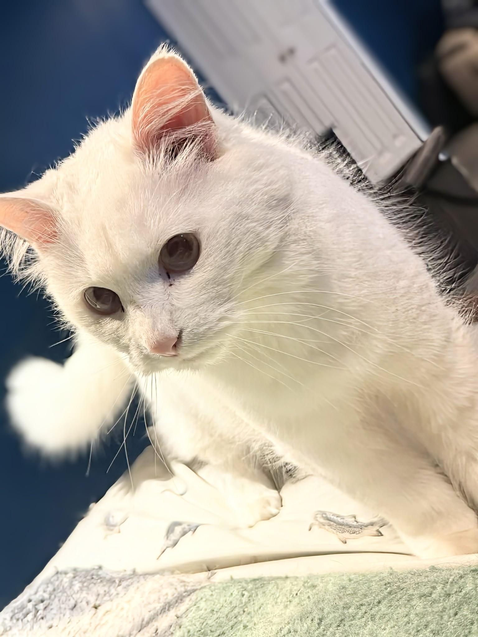 Snowball, adoptable, Adult Female Siamese.