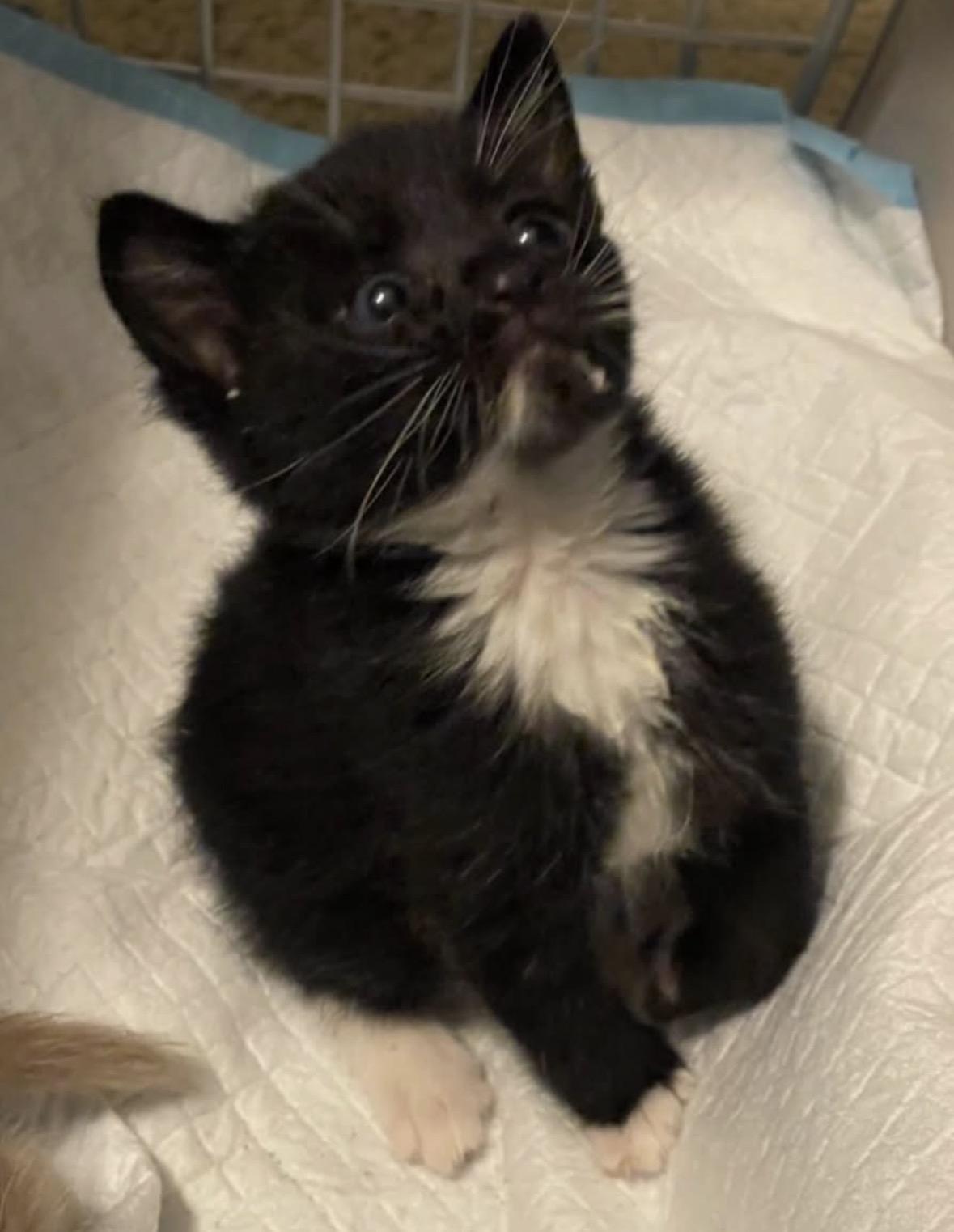 Hop, an adopted Tuxedo in Murrieta, CA image 3/3