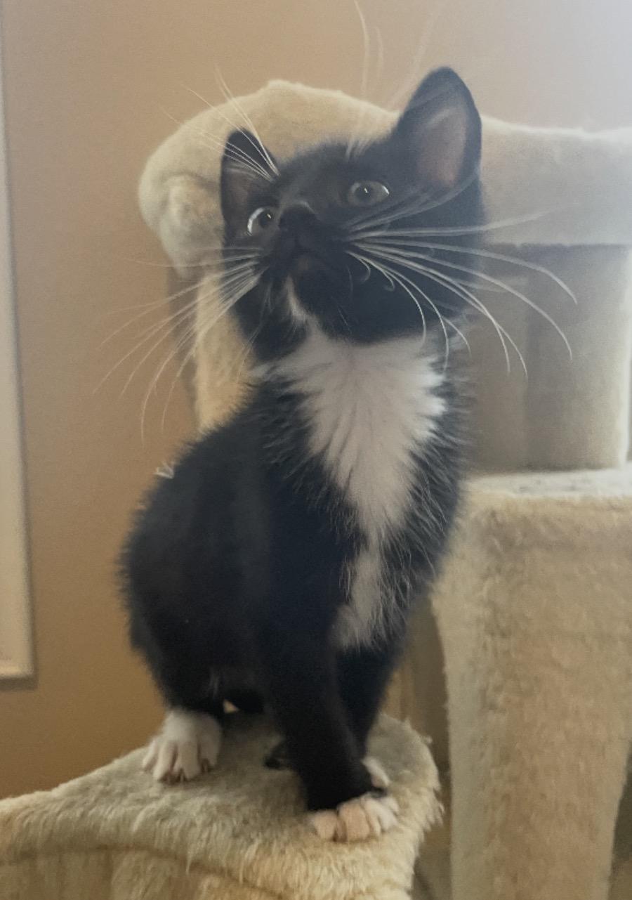 Hop, an adopted Tuxedo in Murrieta, CA image 1/3