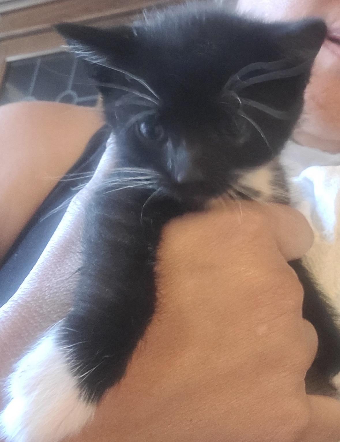 Hop, an adopted Tuxedo in Murrieta, CA image 2/3