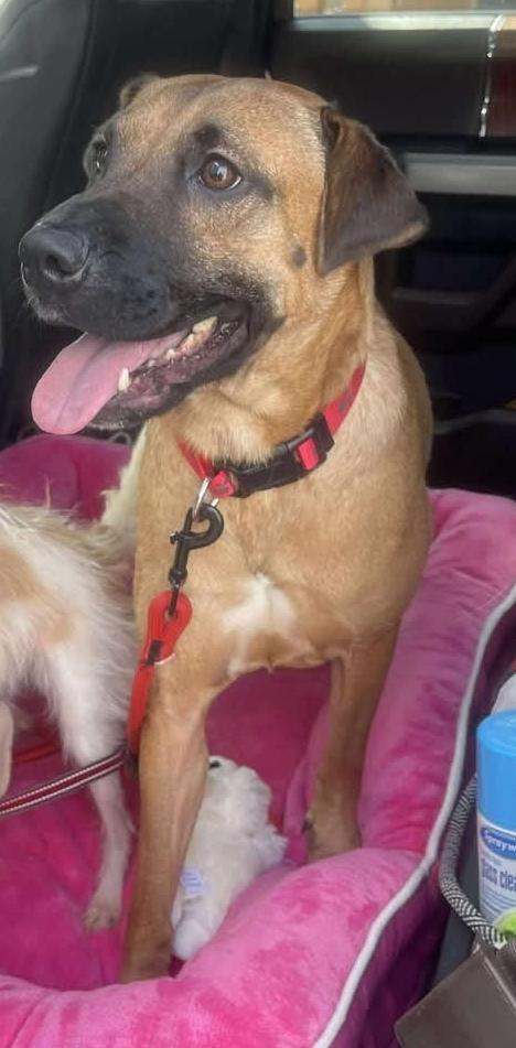 Ruby, a Adoptable mixed breed in Miami, FL image 4/4