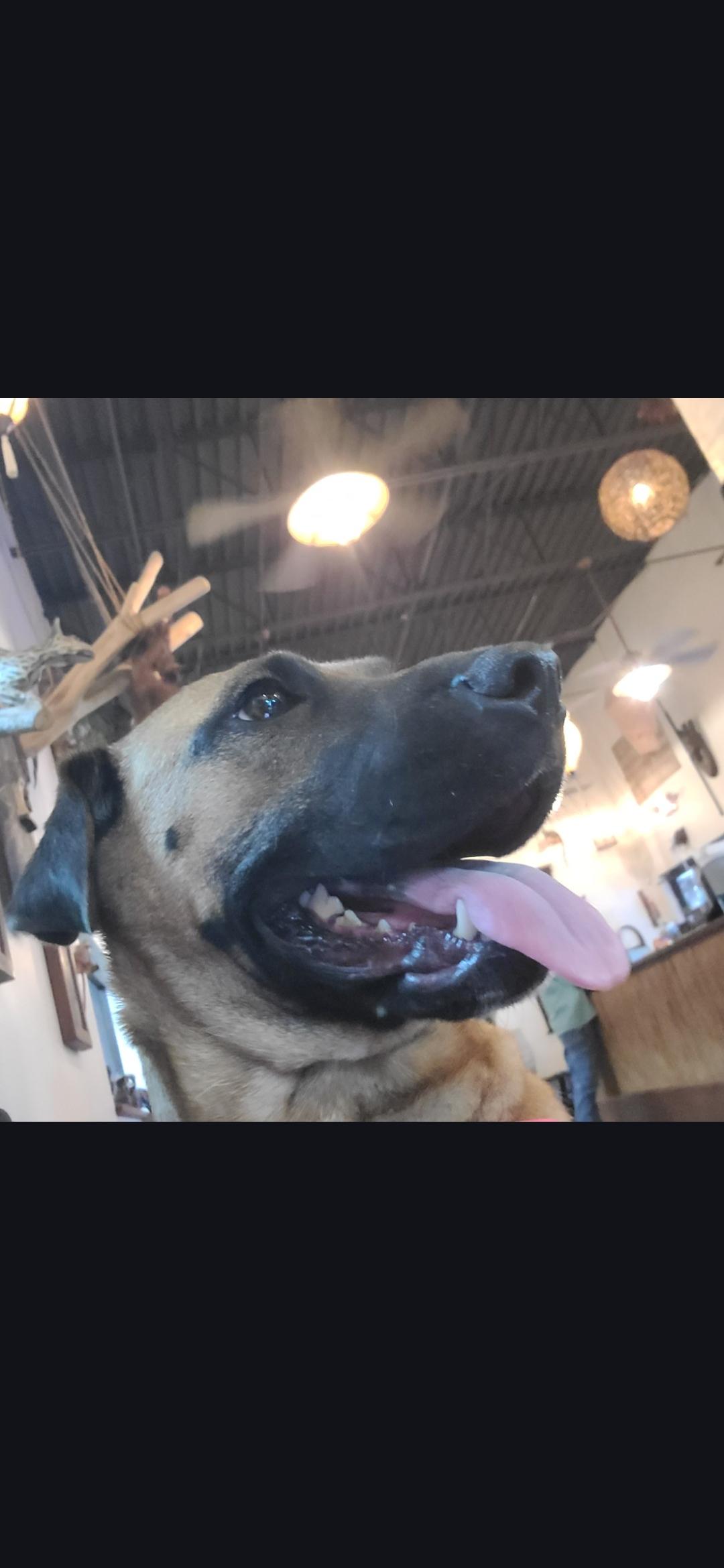 Ruby, Adoptable, Adult Female Labrador Retriever & German Shepherd Dog.