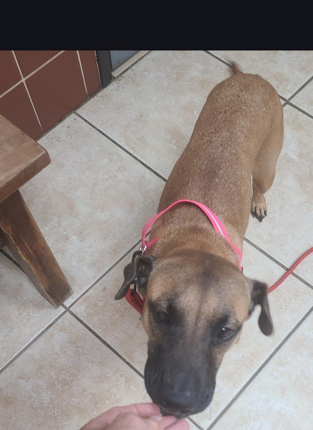 Ruby, a Adoptable mixed breed in Miami, FL image 3/4