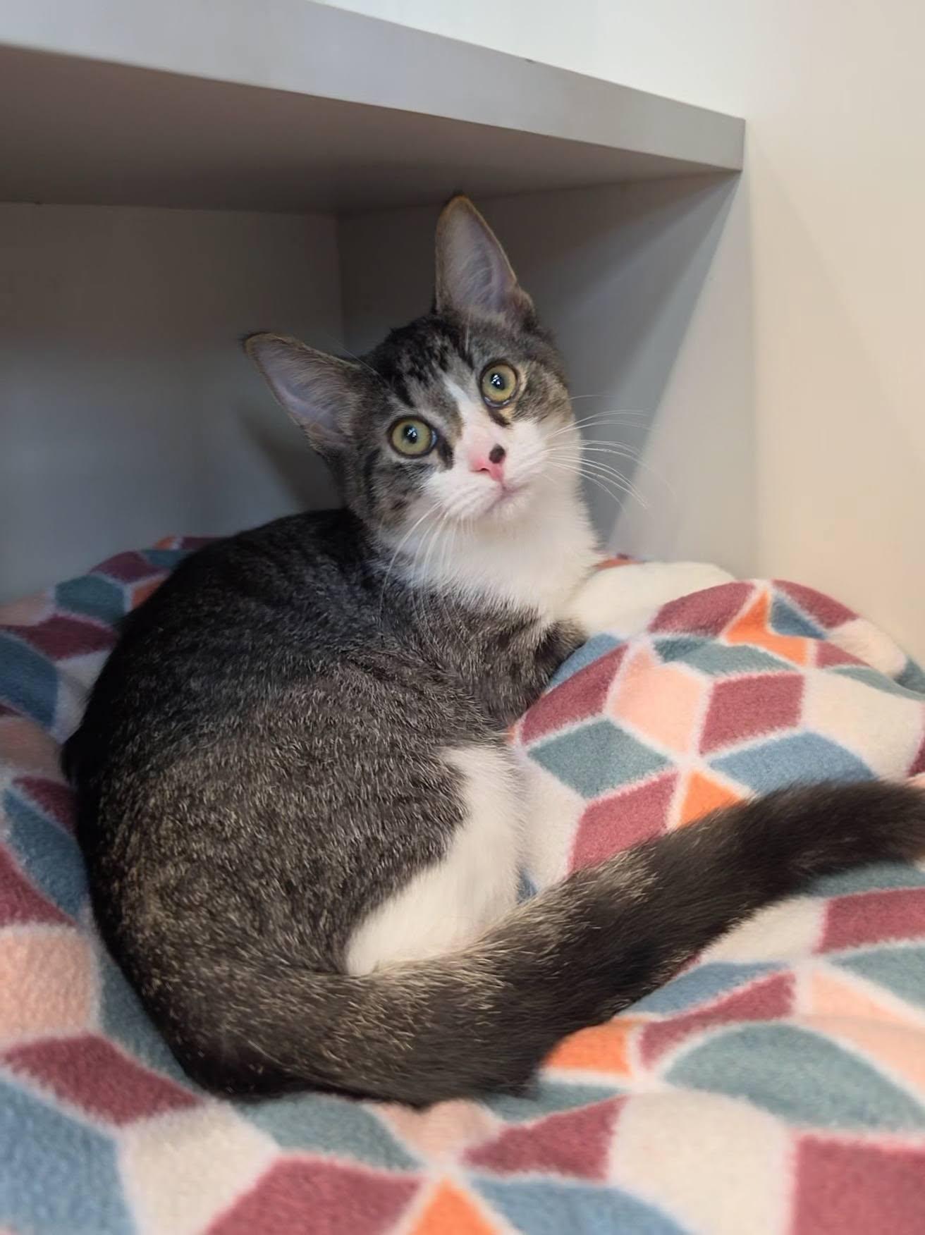 Galaxy, Adoptable, Kitten Male Domestic Short Hair.
