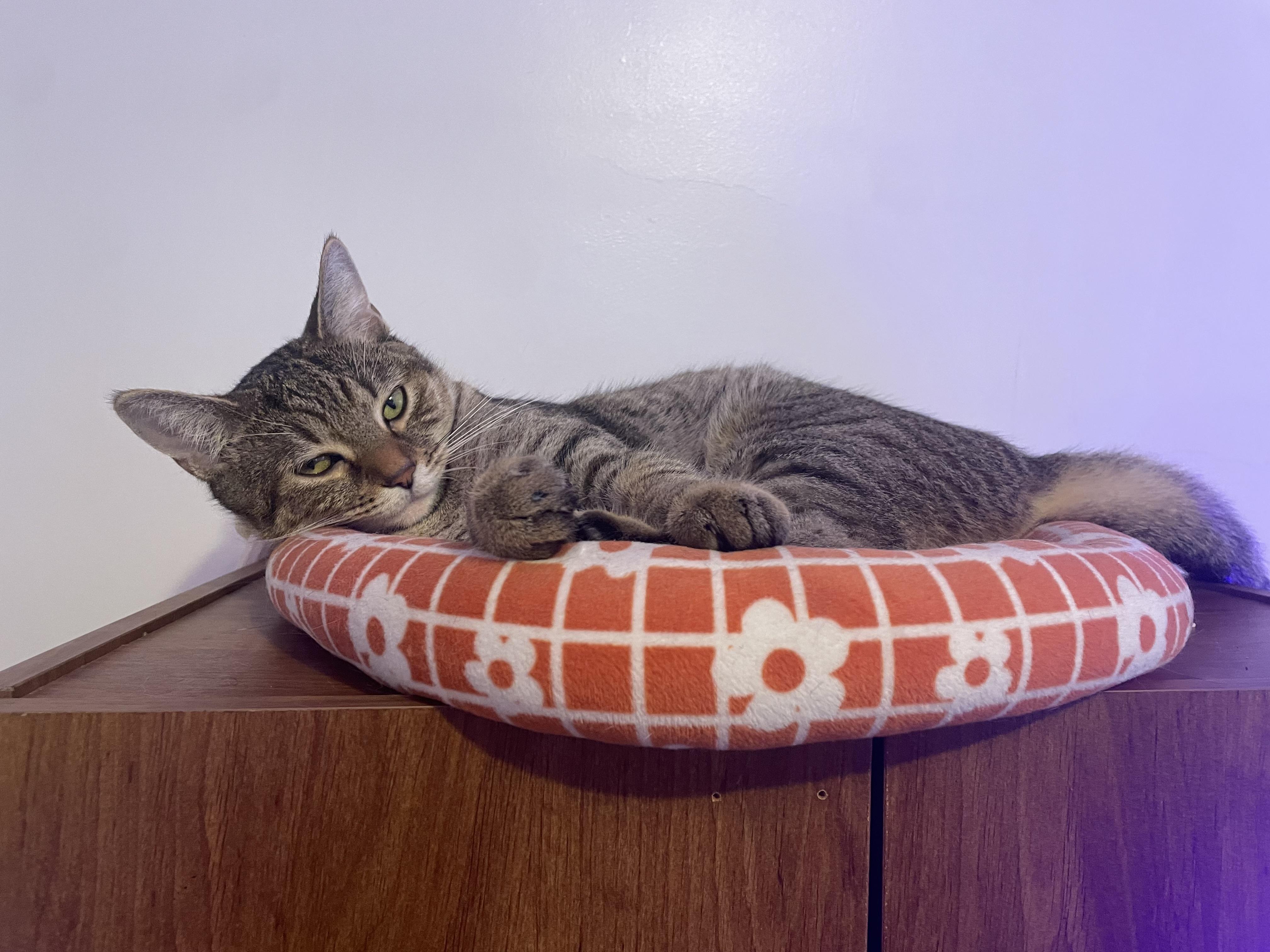 Melon Apple, Young Female Domestic Short Hair