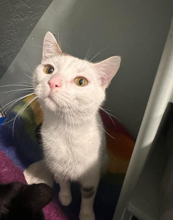 Enlarge Martin, a Adoptable mixed breed in Salt Lake City, UT image 1/1