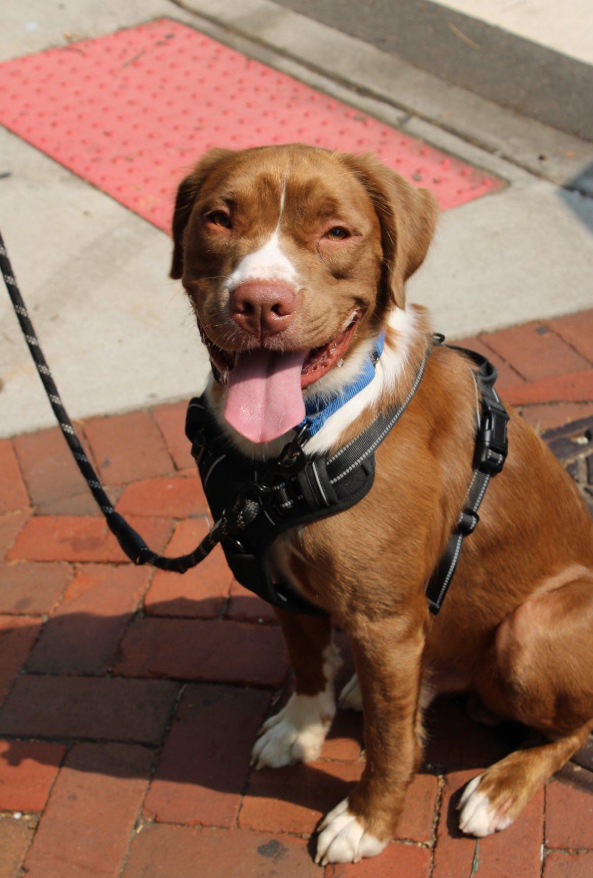 Gabe, Adopted, Adult Male Pit Bull Terrier & Retriever.