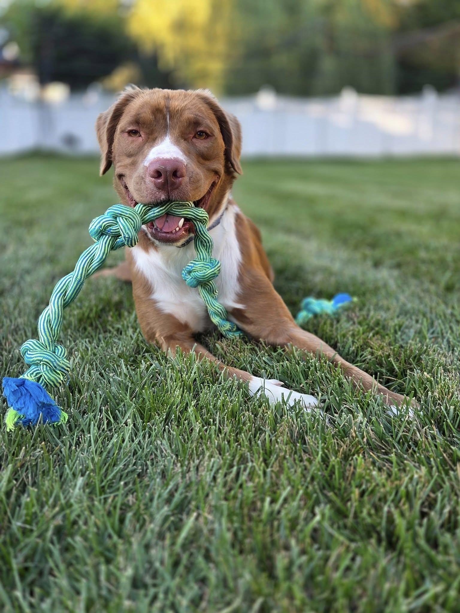 Gabe, a Adopted mixed breed in Oakhurst, NJ image 2/3