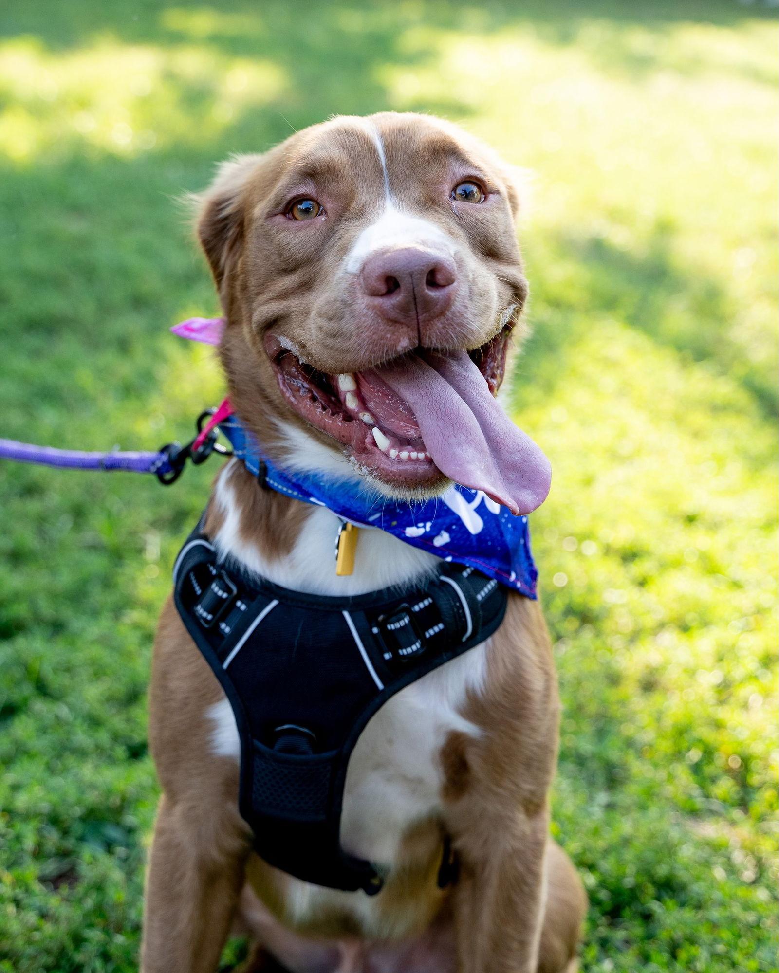 Gabe, a Adopted mixed breed in Oakhurst, NJ image 3/3