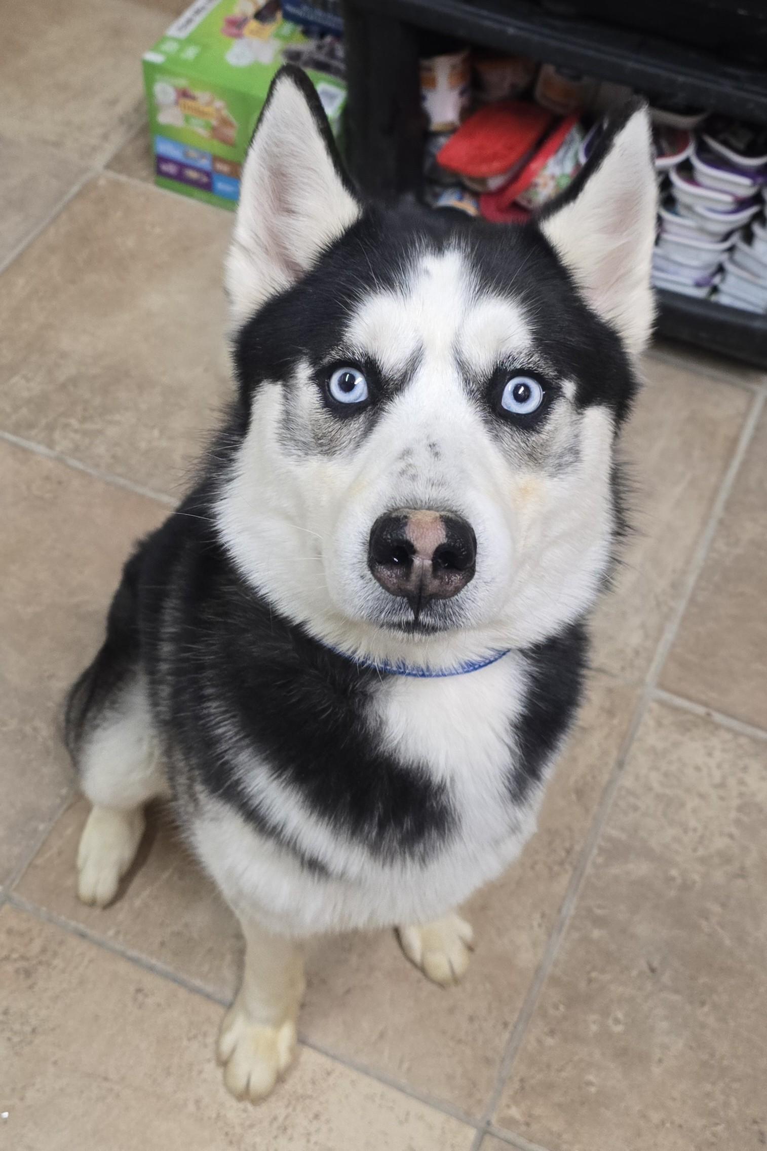 Robby, adopted, Young Male Husky.
