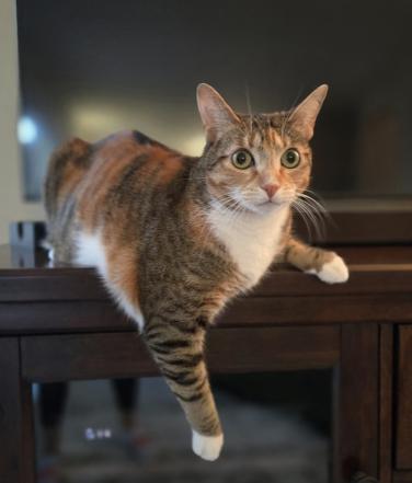 KikiDee, a ADOPTABLE mixed breed in Escondido, CA image 3/4
