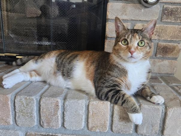 KikiDee, ADOPTABLE, Adult Female Calico.