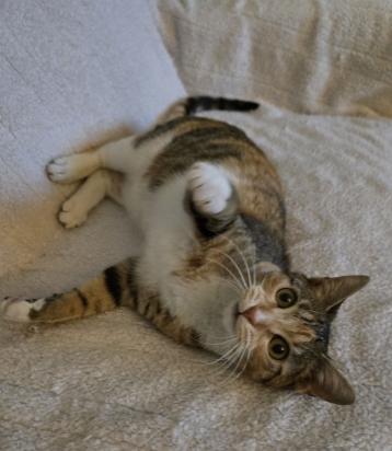 KikiDee, a ADOPTABLE mixed breed in Escondido, CA image 4/4