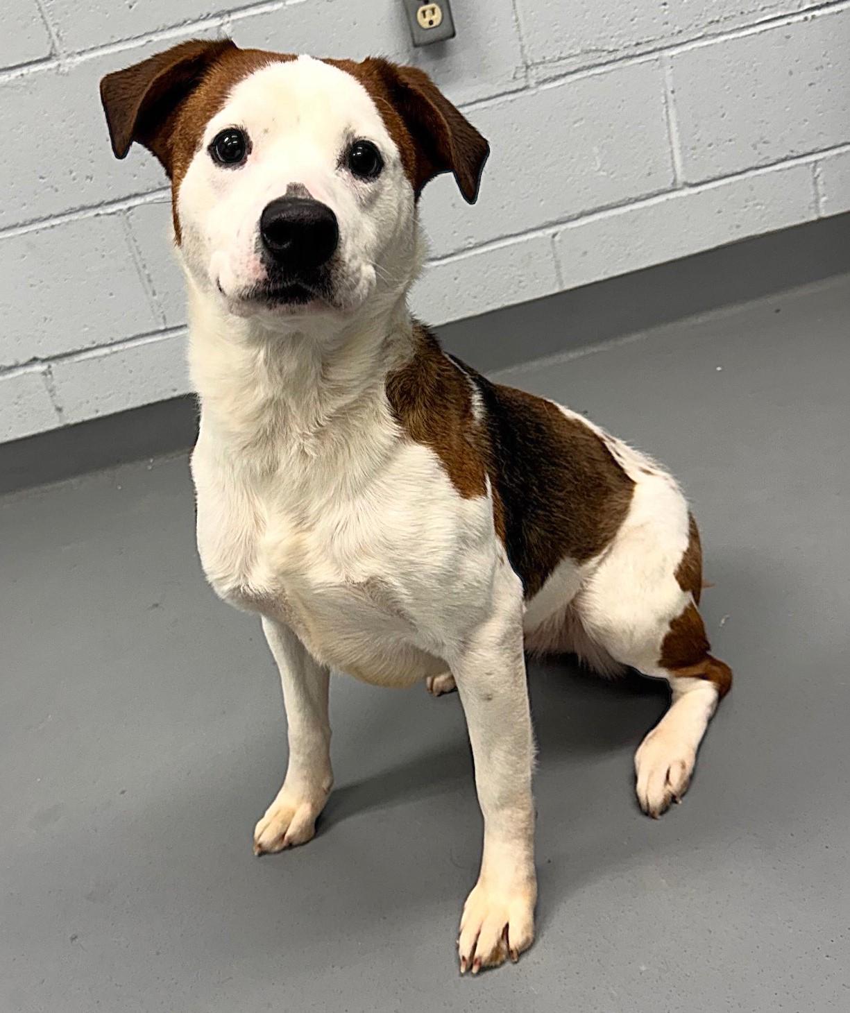 Enlarge PATCHES, a ADOPTABLE mixed breed in Beechbottom, WV image 1/4