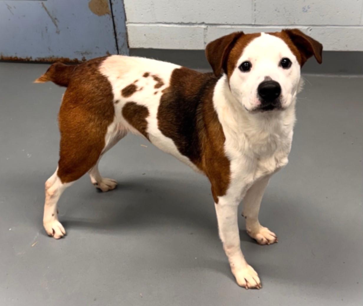 Enlarge PATCHES, a ADOPTABLE mixed breed in Beechbottom, WV image 4/4