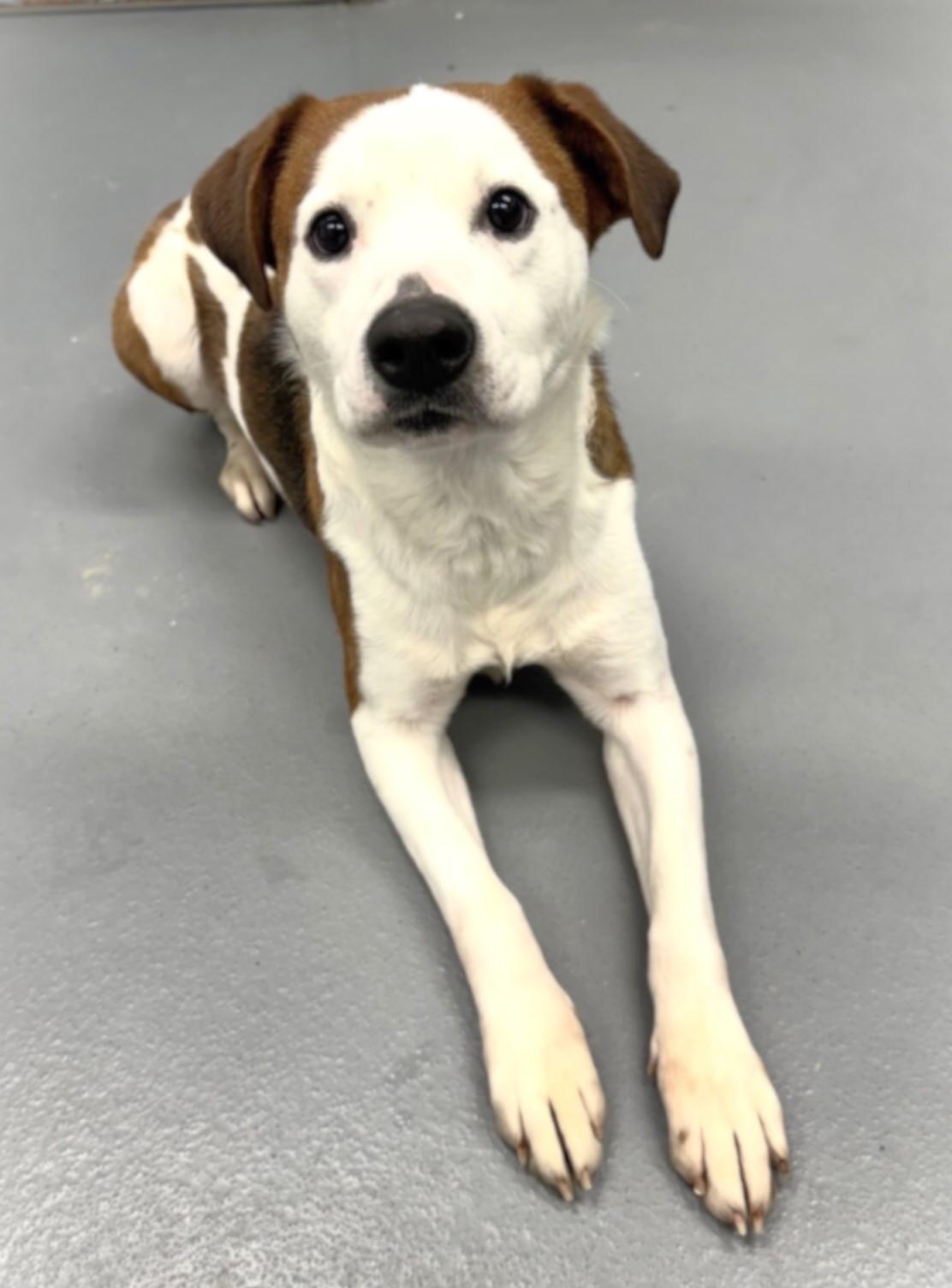 Enlarge PATCHES, a ADOPTABLE mixed breed in Beechbottom, WV image 2/4