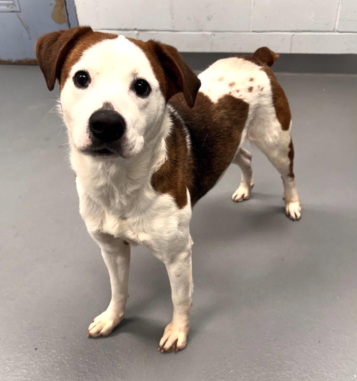 Enlarge PATCHES, a ADOPTABLE mixed breed in Beechbottom, WV image 3/4