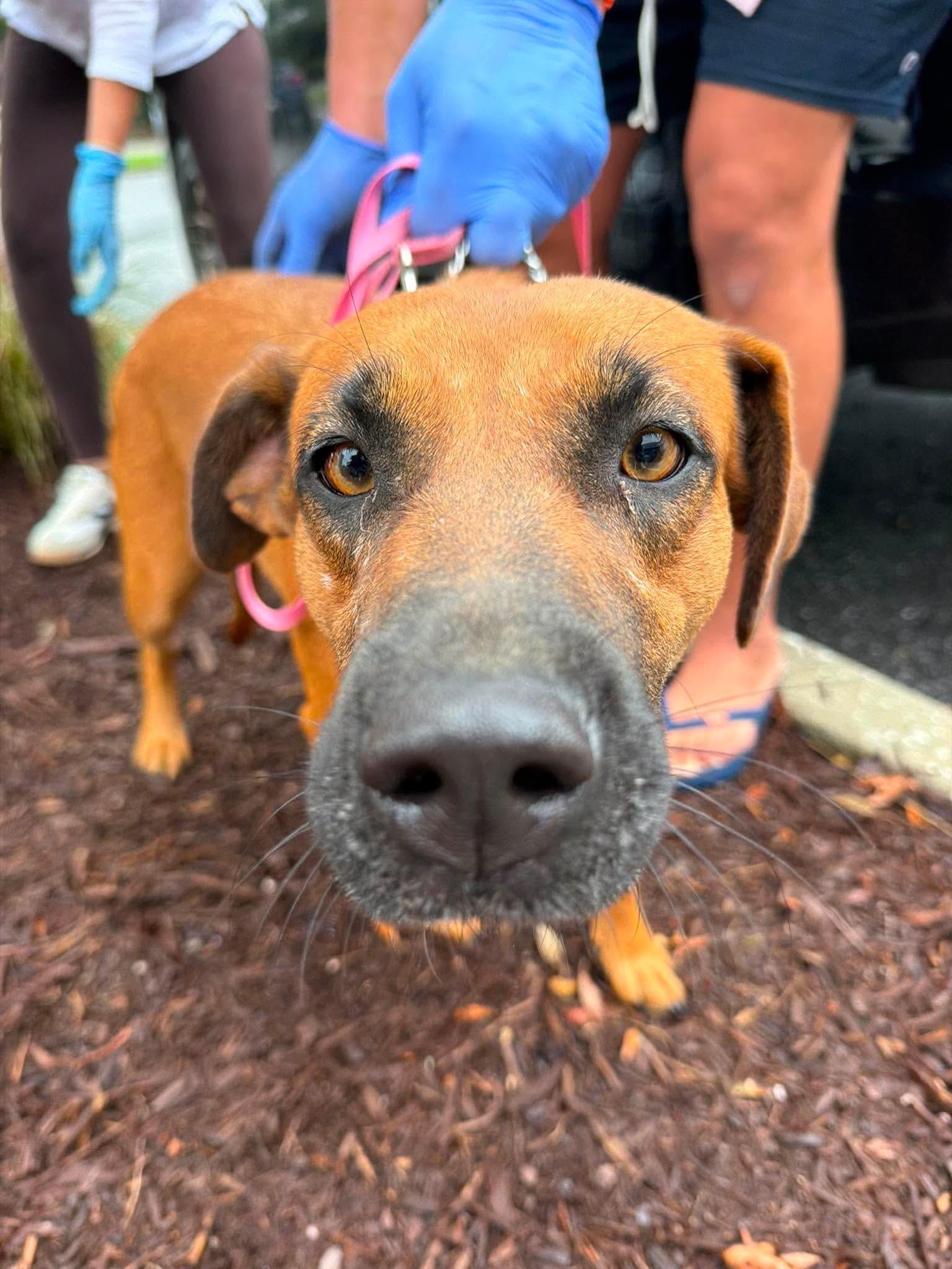 Enlarge Penny, a ADOPTABLE mixed breed in Wando, SC image 2/5