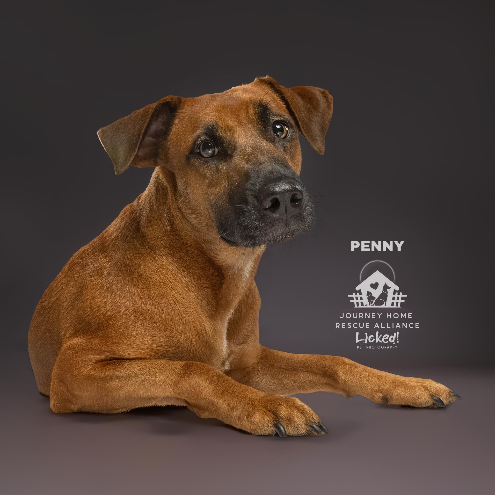 Enlarge Penny, a ADOPTABLE mixed breed in Wando, SC image 1/5