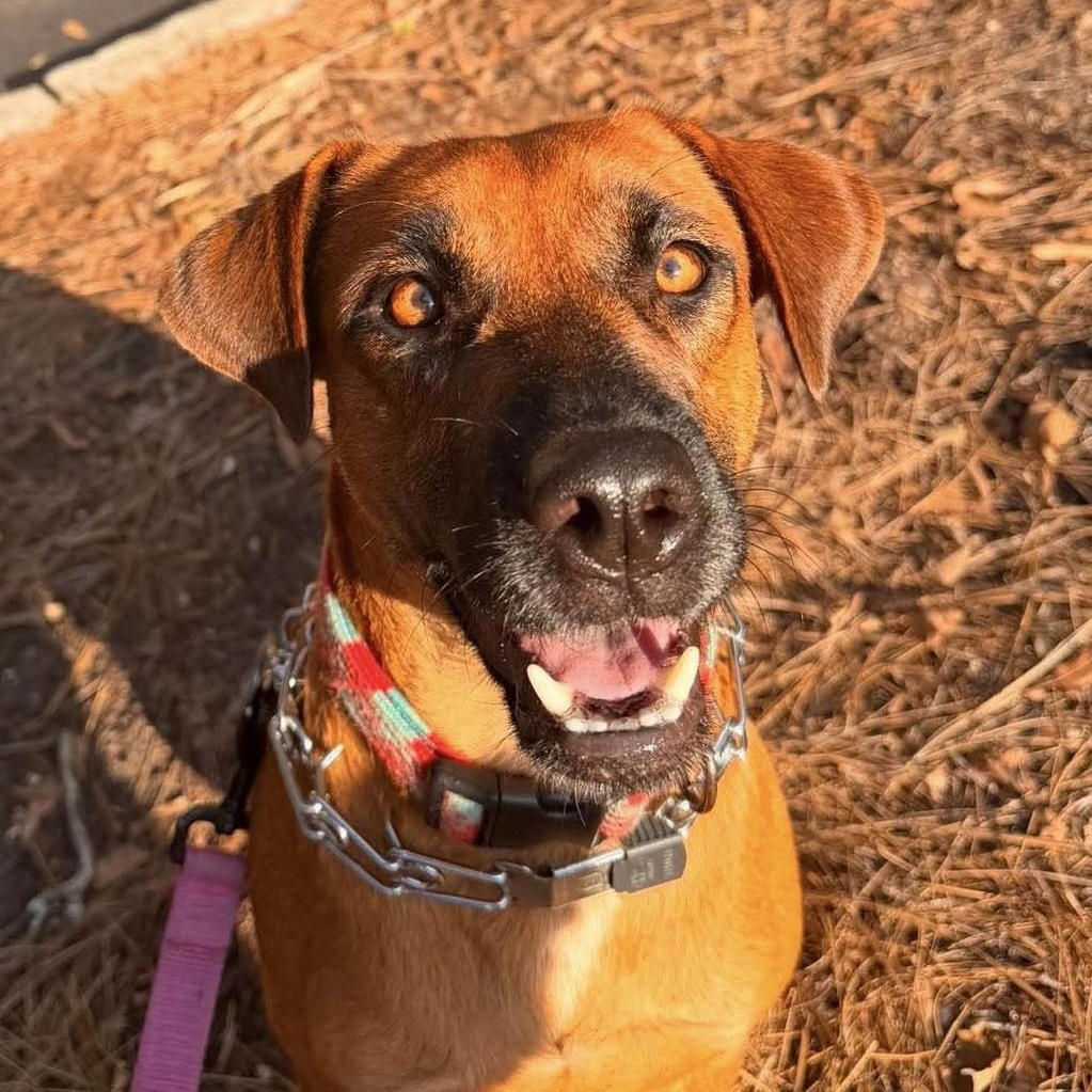Enlarge Penny, a ADOPTABLE mixed breed in Wando, SC image 2/5