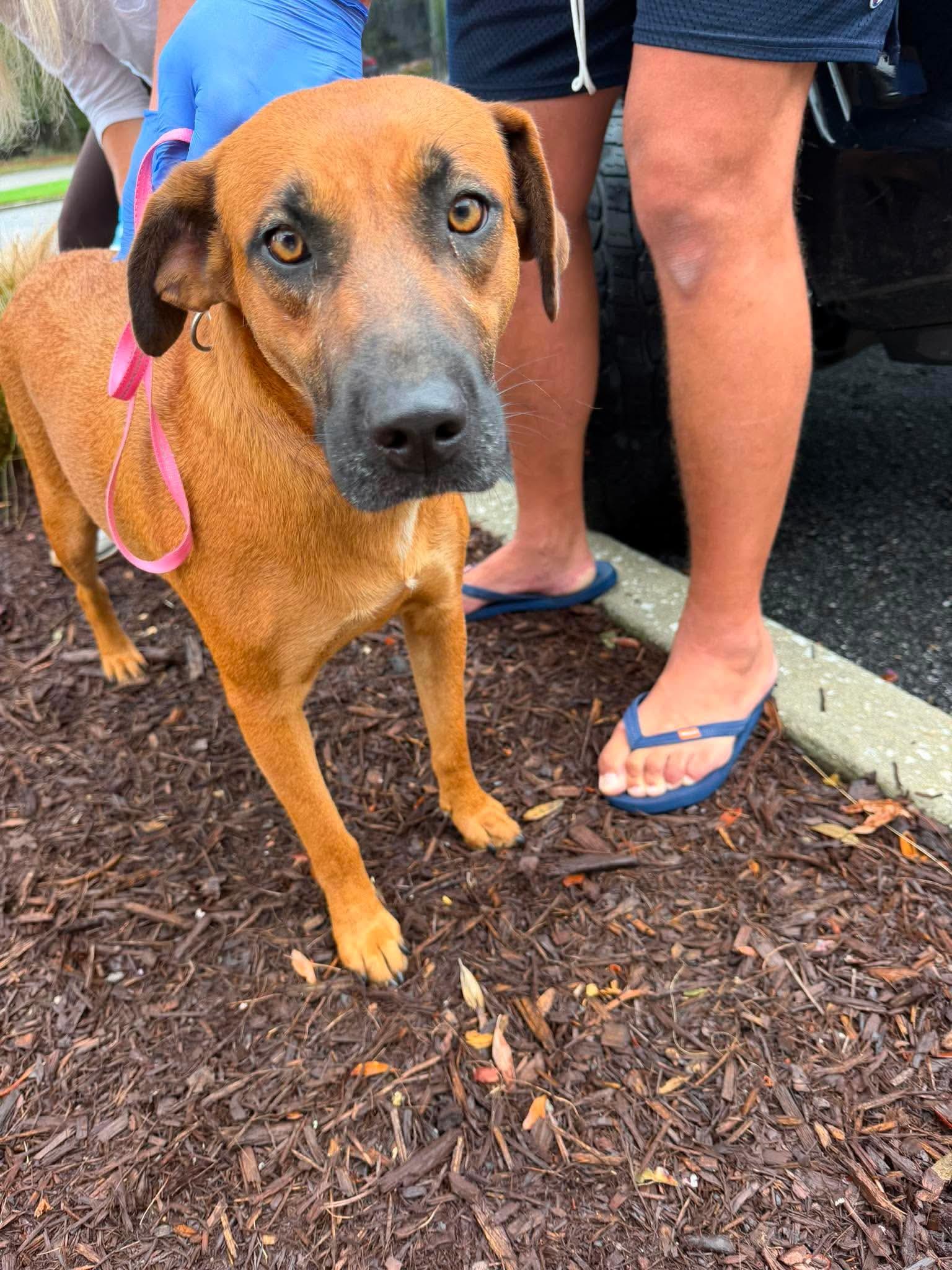 Enlarge Penny, a ADOPTABLE mixed breed in Wando, SC image 4/5