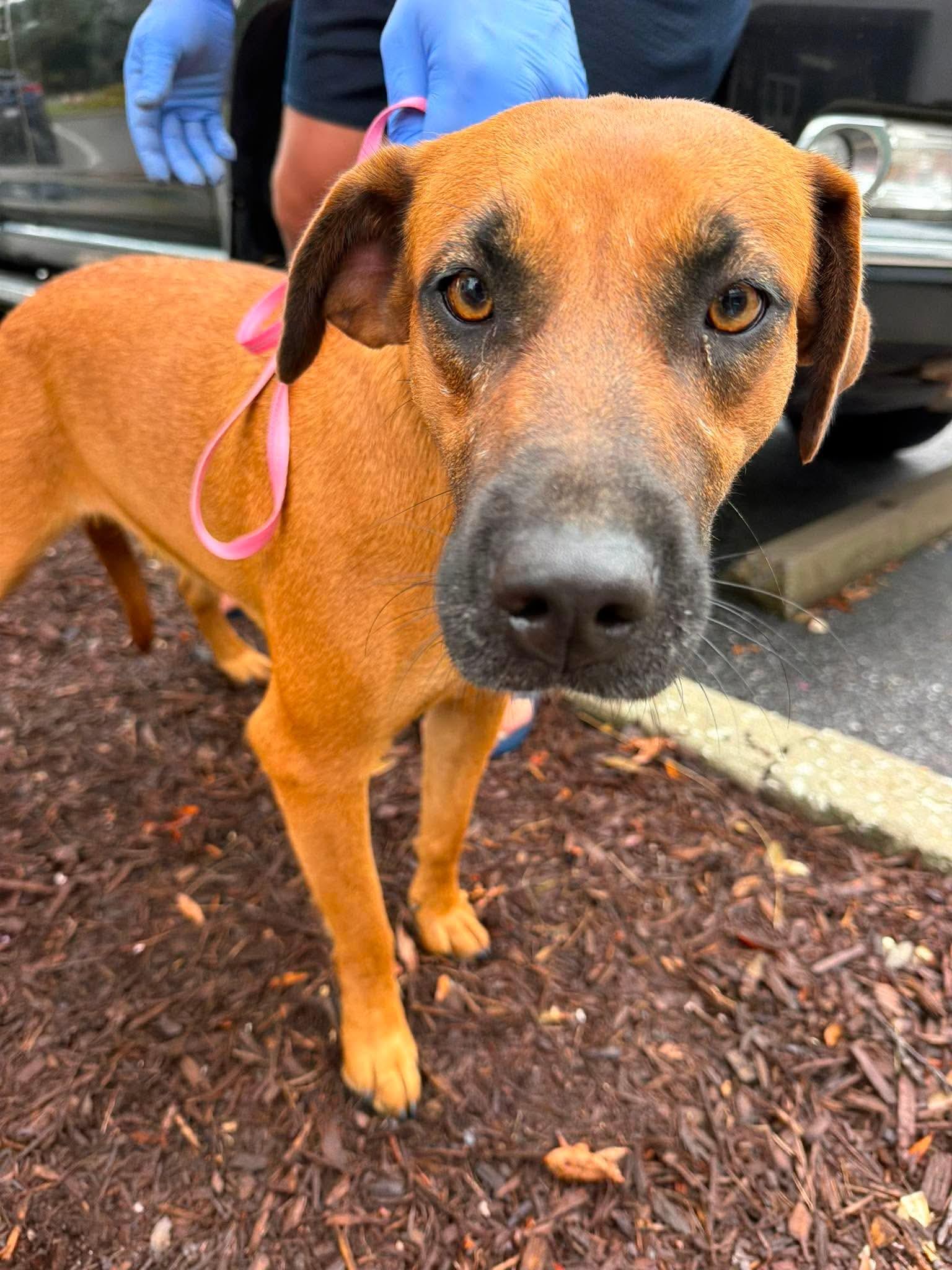 Penny, ADOPTABLE, Young Female Labrador Retriever.