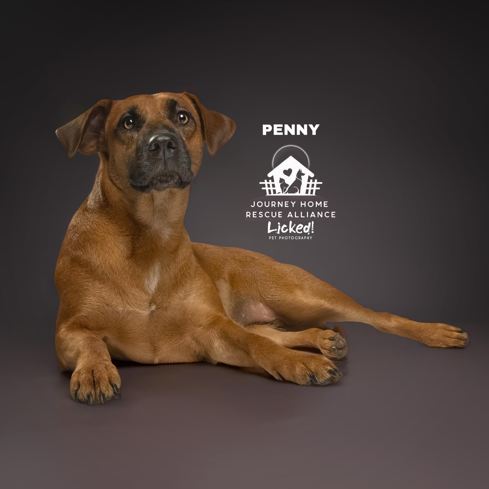 Enlarge Penny, a ADOPTABLE mixed breed in Wando, SC image 5/5