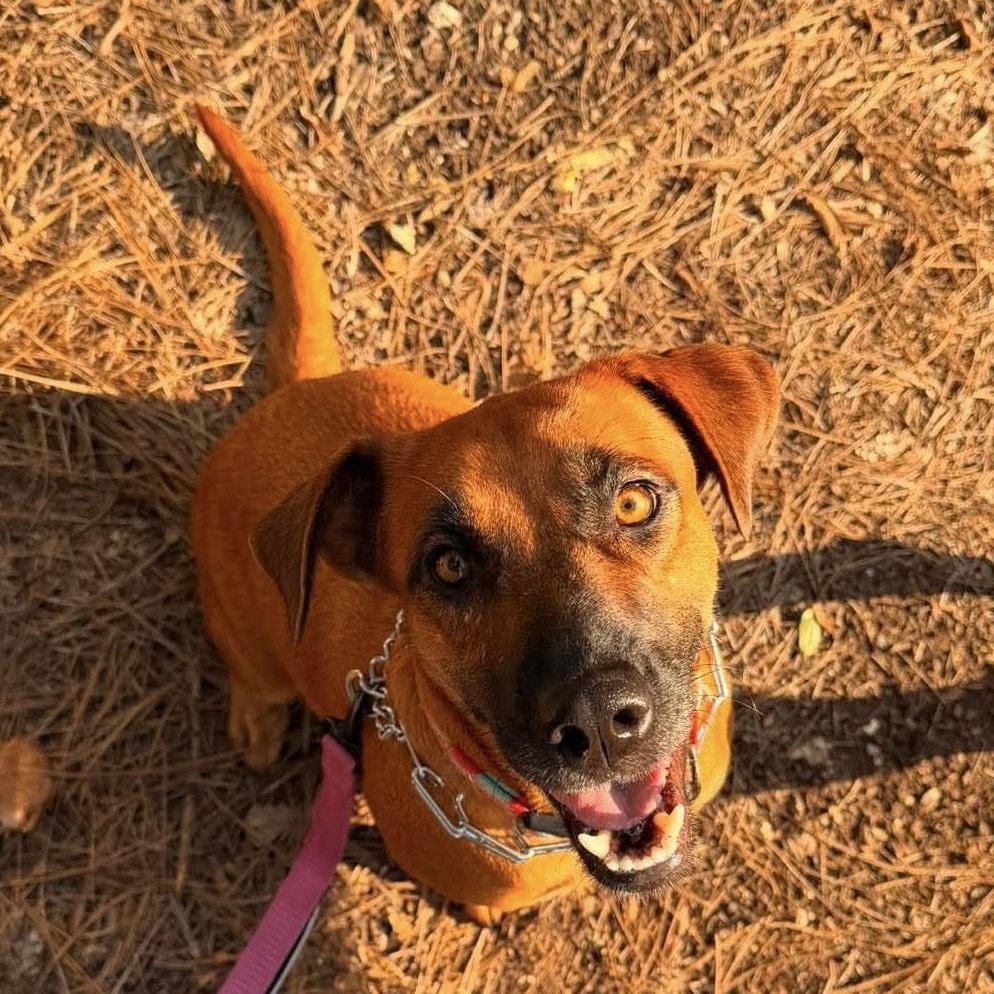Enlarge Penny, a ADOPTABLE mixed breed in Wando, SC image 4/5
