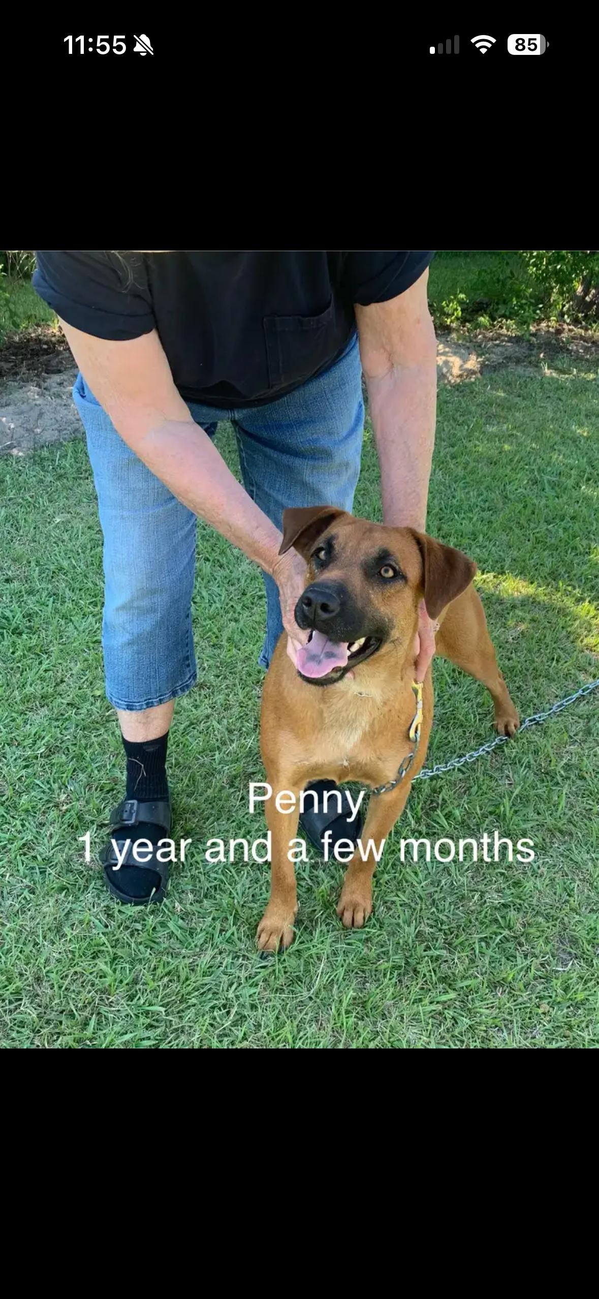 Enlarge Penny, a ADOPTABLE mixed breed in Wando, SC image 5/5
