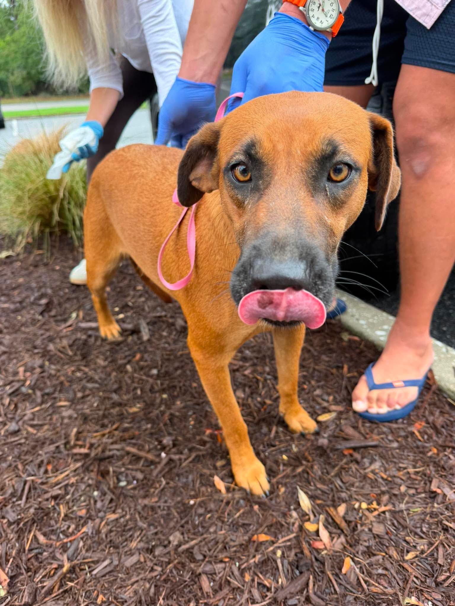 Enlarge Penny, a ADOPTABLE mixed breed in Wando, SC image 3/5