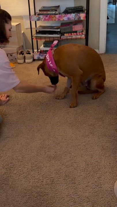 Enlarge Penny, a ADOPTABLE mixed breed in Wando, SC video 3/5