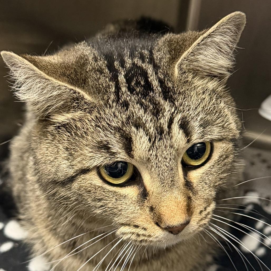 Ginny, Adoptable, Adult Female Domestic Short Hair.