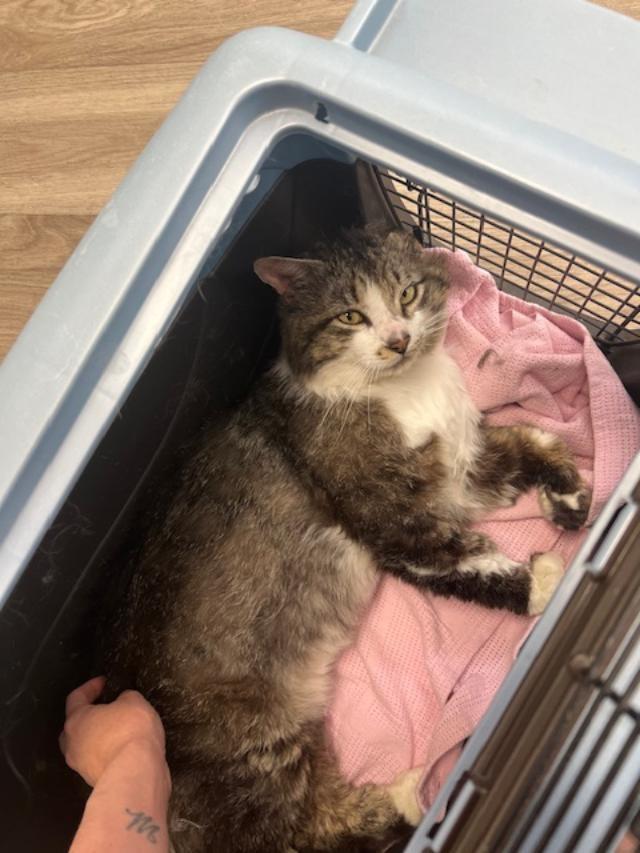 Sprite, an adoptable Domestic Medium Hair in Ephrata, WA, 98823 | Photo Image 2