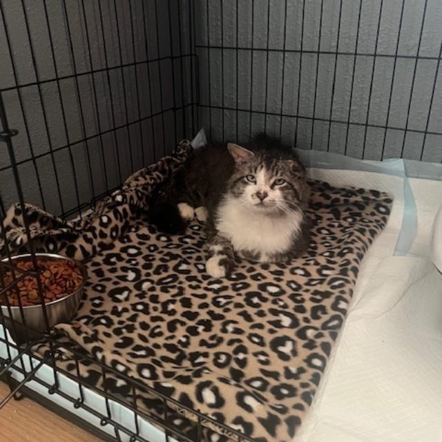 Sprite, Adult Male Domestic Medium Hair