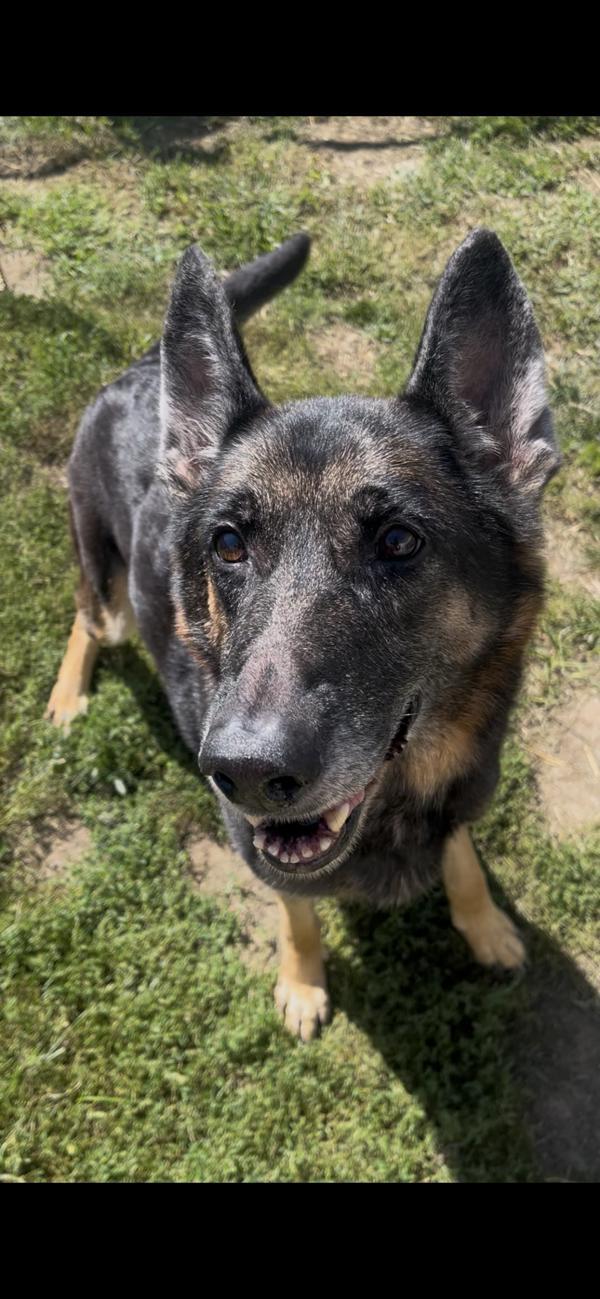 Meatball, Adoptable, Senior Female German Shepherd Dog.