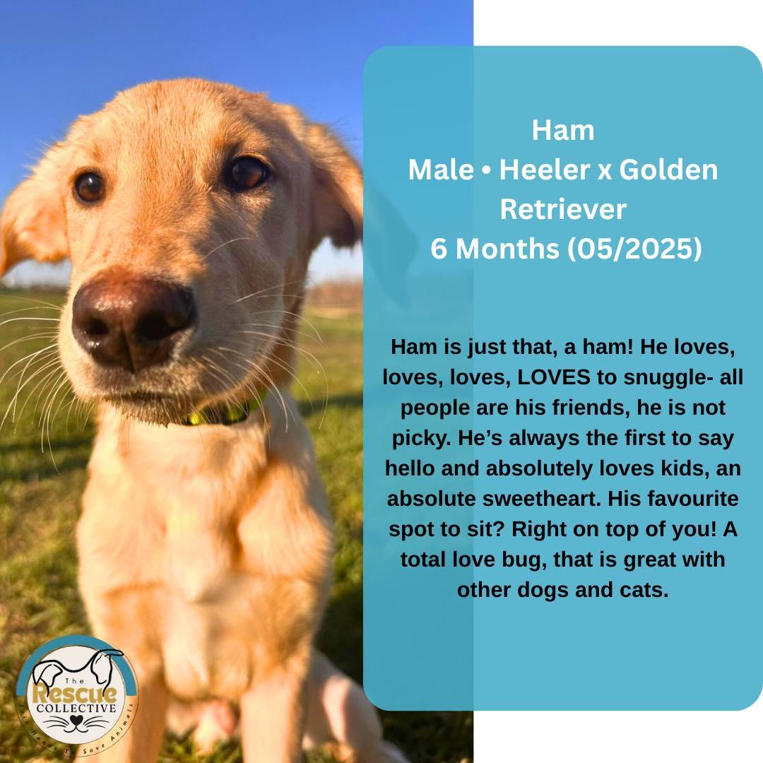 Ham, an adoptable Australian Cattle Dog / Blue Heeler, Golden Retriever in Clive, AB, T0C 0Y0 | Photo Image 1