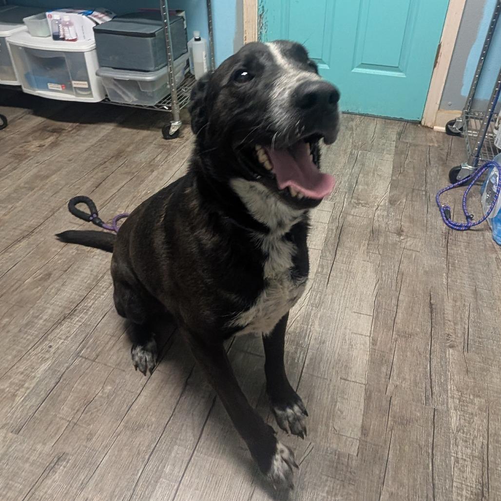 Enlarge Hydro, a Adoptable Mixed Breed image 1/1