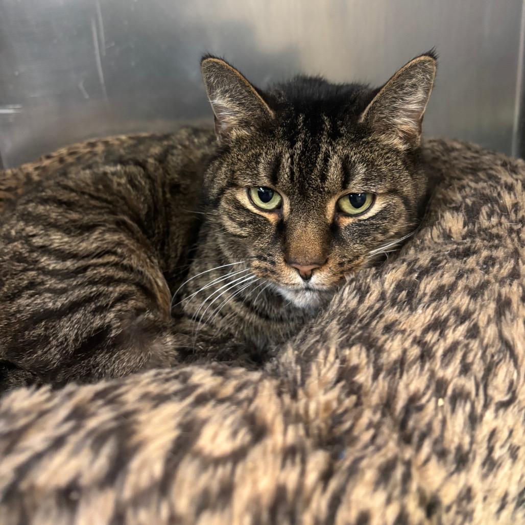 Jedi, Adoptable, Adult Male Domestic Short Hair.