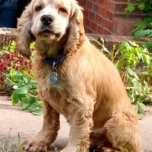 Enlarge Duke M 26001, a Adoptable mixed breed in Parker, CO image 1/3