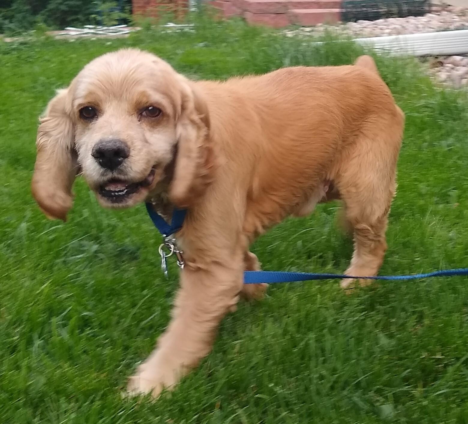 Enlarge Duke M 26001, a Adoptable mixed breed in Parker, CO image 2/4