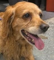 Enlarge Duke M 26001, a Adoptable mixed breed in Parker, CO image 2/3