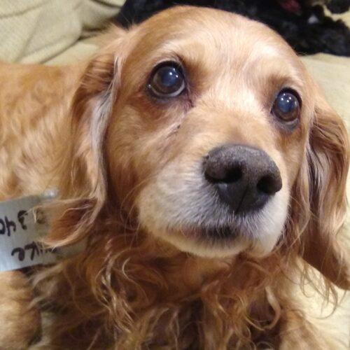 Duke M 26001, Adoptable, Senior Male Cocker Spaniel & Mixed Breed.