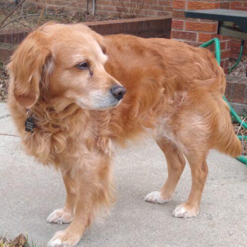 Enlarge Duke M 26001, a Adoptable mixed breed in Parker, CO image 3/3