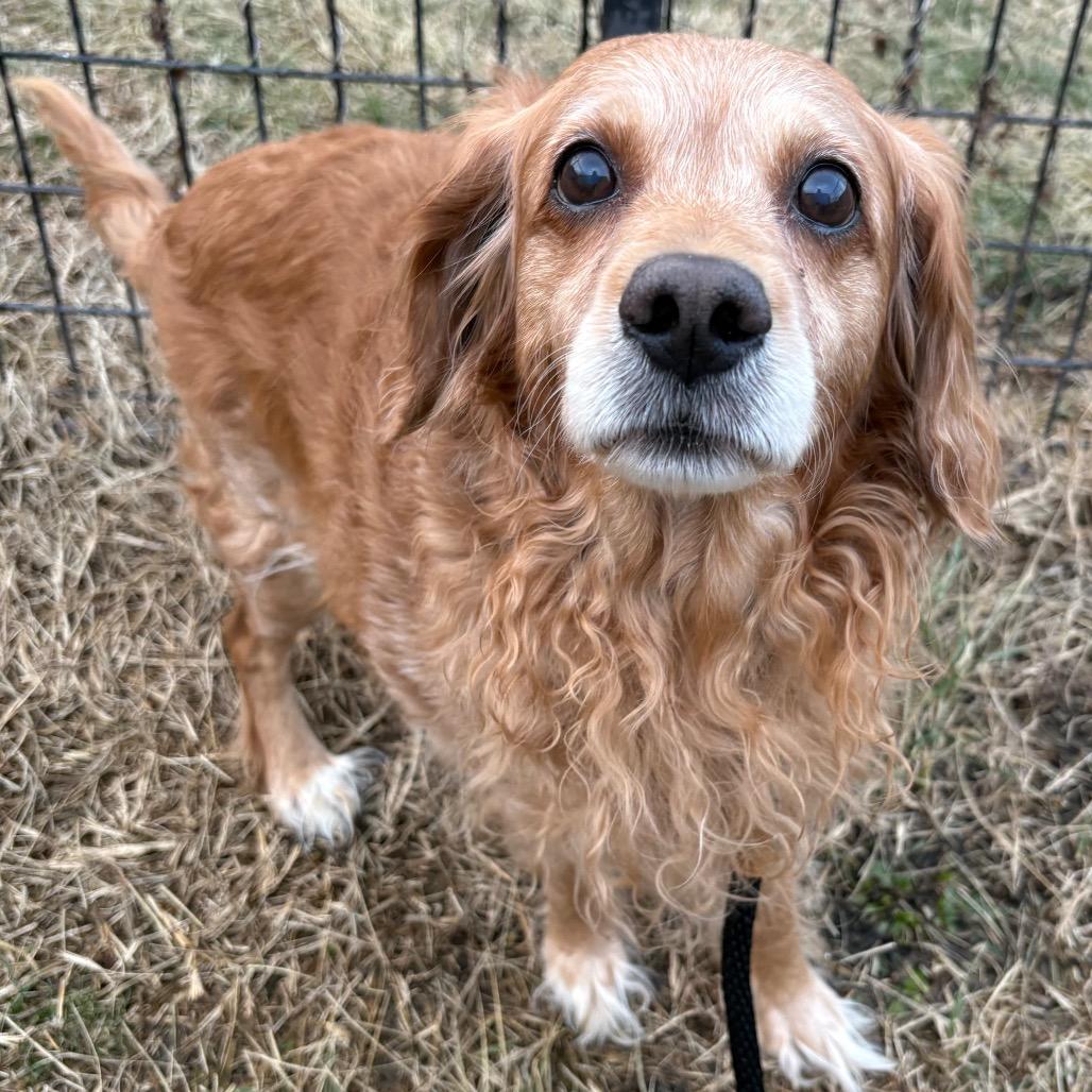 Enlarge Duke M 26001, a Adoptable mixed breed in Parker, CO image 2/2