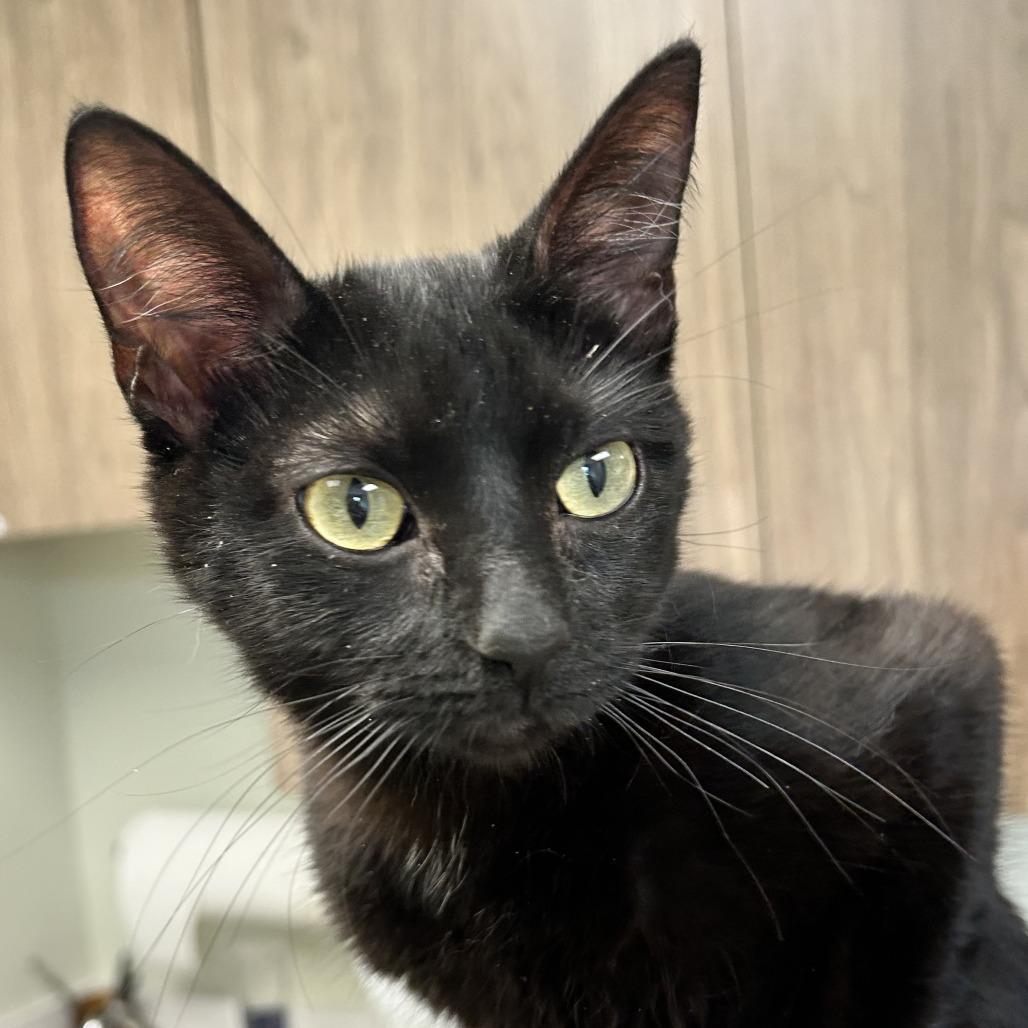 Circe, ADOPTABLE, Young Female Domestic Short Hair.